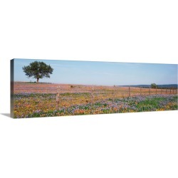 Large Gallery-Wrapped Canvas Wall Art Print 30 x 10 entitled Texas Bluebonnets and Indian Paintbrushes in a field, Texas H...