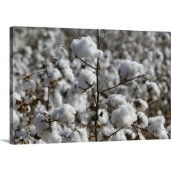 Large Gallery-Wrapped Canvas Wall Art Print 30 x 20 entitled Close-up of cotton plants in a field, Wellington, Texas