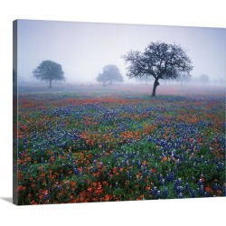 Large Gallery-Wrapped Canvas Wall Art Print 20 x 16 entitled Texas, Hill Country, View of Texas paintbrush and bluebonnets...