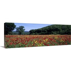 Large Gallery-Wrapped Canvas Wall Art Print 48 x 17 entitled Poppies growing in a field, France