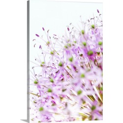 Large Solid-Faced Canvas Print Wall Art Print 20 x 30 entitled Close up of allium flower head