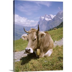 Large Gallery-Wrapped Canvas Wall Art Print 23 x 30 entitled Cow at Alpiglen, Grindelwald, Bernese Oberland, Swiss Alps, S...