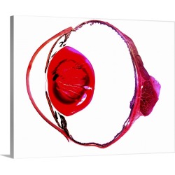 Large Gallery-Wrapped Canvas Wall Art Print 20 x 16 entitled Rabbit eye, longitudinal section