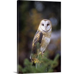 Large Gallery-Wrapped Canvas Wall Art Print 20 x 30 entitled A barn owl on a fence post looking at camera