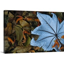 Large Gallery-Wrapped Canvas Wall Art Print 24 x 16 entitled Cecropia leaf atop lobster claw petals on tropical rainforest...