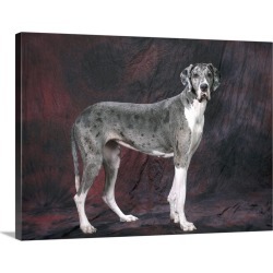 Large Gallery-Wrapped Canvas Wall Art Print 24 x 18 entitled Great Dane Dog