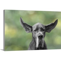 Large Gallery-Wrapped Canvas Wall Art Print 24 x 16 entitled Great Dane with flying ears
