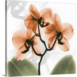 Large Solid-Faced Canvas Print Wall Art Print 20 x 20 entitled Orange Orchid x-ray photography