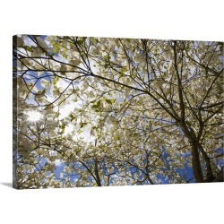 Large Solid-Faced Canvas Print Wall Art Print 30 x 20 entitled A Tree With Blossoms In Happy Valley Park, Oregon