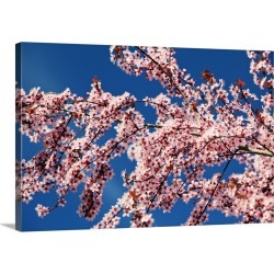 Large Solid-Faced Canvas Print Wall Art Print 30 x 20 entitled Cherry Blossoms On A Tree In Spring, Oregon