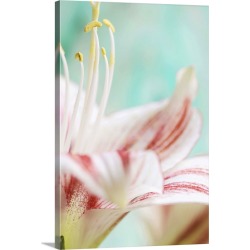 Large Solid-Faced Canvas Print Wall Art Print 20 x 30 entitled Close up of amaryllis flower.
