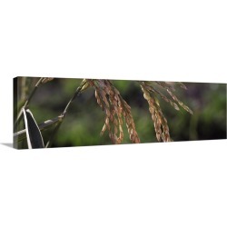Large Gallery-Wrapped Canvas Wall Art Print 36 x 11 entitled Rice Sacramento CA