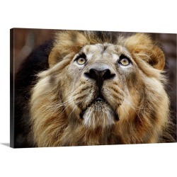 Large Gallery-Wrapped Canvas Wall Art Print 24 x 16 entitled A Lion In Captivity Looking Up