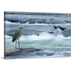 Large Gallery-Wrapped Canvas Wall Art Print 30 x 20 entitled Great Blue Heron Hunting In A River, Coteau-Du-Lac, Quebec, C...
