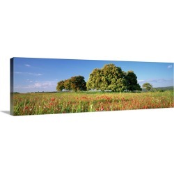 Large Gallery-Wrapped Canvas Wall Art Print 36 x 12 entitled Flowers in a field, Andalusia, Spain