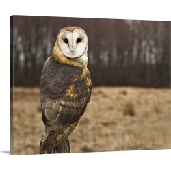 Large Gallery-Wrapped Canvas Wall Art Print 24 x 19 entitled Barn Owl looking at camera.