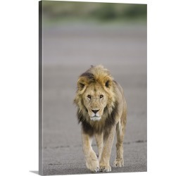 Large Gallery-Wrapped Canvas Wall Art Print 20 x 30 entitled Lion walking towards camera, Serengeti National Park, Tanzani...