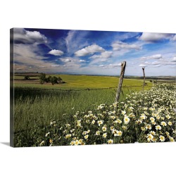 Large Solid-Faced Canvas Print Wall Art Print 30 x 20 entitled Daisies and wheat field, Andalusia