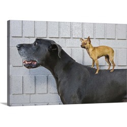 Large Gallery-Wrapped Canvas Wall Art Print 24 x 16 entitled Chihuahua on Great Dane's back