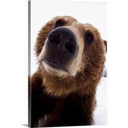 Large Solid-Faced Canvas Print Wall Art Print 20 x 30 entitled Close Up Of Brown Bear, Alaska Wildlife Conservation Center