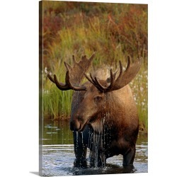 Large Gallery-Wrapped Canvas Wall Art Print 20 x 30 entitled Bull Moose In Pond, Denali National Park, Alaska