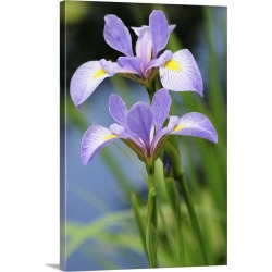 Large Gallery-Wrapped Canvas Wall Art Print 20 x 30 entitled Close up of two blue flag iris flowers, Iris versicolor, by a...
