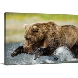 Large Gallery-Wrapped Canvas Wall Art Print 30 x 20 entitled Brown Bear Fishing, Katmai National Park, Alaska