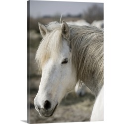 Large Solid-Faced Canvas Print Wall Art Print 20 x 30 entitled Close up of a Camargue horse, Arles, France