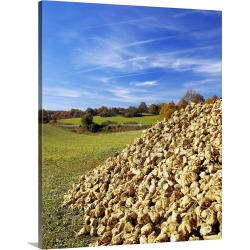 Large Solid-Faced Canvas Print Wall Art Print 24 x 30 entitled Heap of sugar beets in a field, Germany