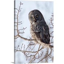 Large Solid-Faced Canvas Print Wall Art Print 20 x 30 entitled Close up of a Great Gray Owl perched in a tree, Anchorage, ...