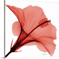 Large Solid-Faced Canvas Print Wall Art Print 20 x 20 entitled Red Hibiscus x-ray photography