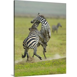 Large Gallery-Wrapped Canvas Wall Art Print 23 x 30 entitled Two zebras fighting in a field, Ngorongoro Conservation Area,...