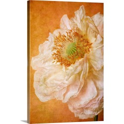 Large Solid-Faced Canvas Print Wall Art Print 20 x 30 entitled Close up of white, double petaled poppy.