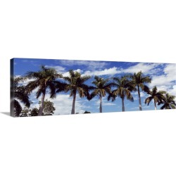 Large Solid-Faced Canvas Print Wall Art Print 48 x 16 entitled Low angle view of palm trees Florida