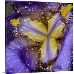 Large Solid-Faced Canvas Print Wall Art Print 20 x 20 entitled A Beautiful Inside Of A Iris