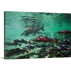 Large Gallery-Wrapped Canvas Wall Art Print 30 x 20 entitled Underwater Brown Bear, Katmai National Park, Alaska