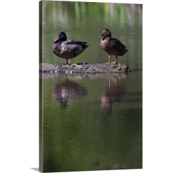 Large Solid-Faced Canvas Print Wall Art Print 20 x 30 entitled Male and female mallard ducks (Anas platyrhynchos) standing...
