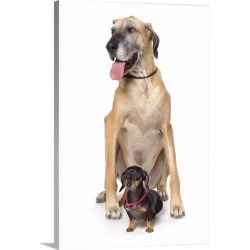 Large Gallery-Wrapped Canvas Wall Art Print 16 x 24 entitled Great Dane And Dachshund Portrait