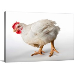 Large Solid-Faced Canvas Print Wall Art Print 30 x 20 entitled A six-week-old broiler rooster at a commercial chicken farm