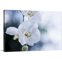 Large Gallery-Wrapped Canvas Wall Art Print 24 x 16 entitled A white orchid in Brazil