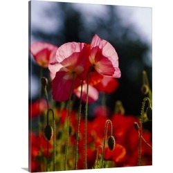 Large Gallery-Wrapped Canvas Wall Art Print 19 x 24 entitled Iceland Poppies (Papaver nudicaule) in a field, Fidalgo Islan...