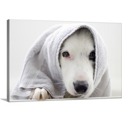 Large Gallery-Wrapped Canvas Wall Art Print 24 x 16 entitled Border Collie wrapped in a towel