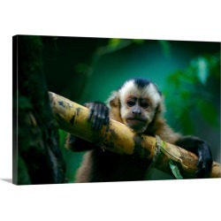 Large Solid-Faced Canvas Print Wall Art Print 36 x 24 entitled This capuchin monkey sits perched in a tree, Madidi Nationa... found on Bargain Bro Philippines from Great Big Canvas for $264.99