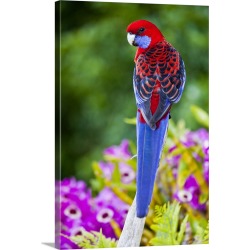 Large Gallery-Wrapped Canvas Wall Art Print 16 x 24 entitled Crimson Rosella