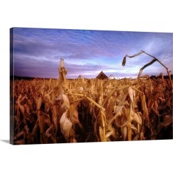 Large Solid-Faced Canvas Print Wall Art Print 30 x 20 entitled Dried corn field