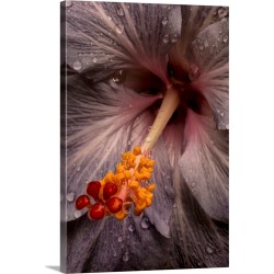 Large Solid-Faced Canvas Print Wall Art Print 20 x 30 entitled Close up of a Hibiscus flower with water droplets; Hawaii