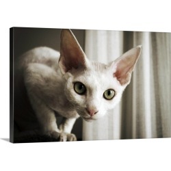 Large Gallery-Wrapped Canvas Wall Art Print 30 x 20 entitled Devon Rex Cat looking at camera.