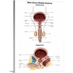 Large Solid-Faced Canvas Print Wall Art Print 30 x 40 entitled Anterior view and sagittal view of male urinary bladder