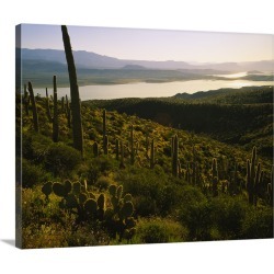 Large Gallery-Wrapped Canvas Wall Art Print 24 x 19 entitled Saguaro cactus (Carnegiea gigantea) in a field, Sonoran Deser...