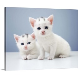 Large Gallery-Wrapped Canvas Wall Art Print 24 x 19 entitled Two very young white kittens stare inquisitively at the camera